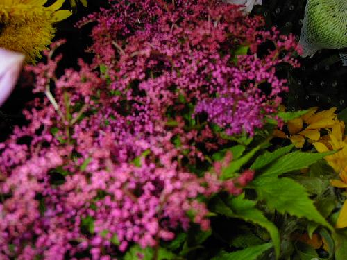 京鹿の子 大津市の花屋 銀草園