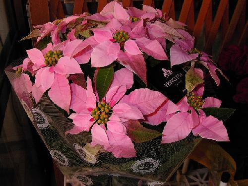 ポインセチア ピンク 大津市の花屋 銀草園