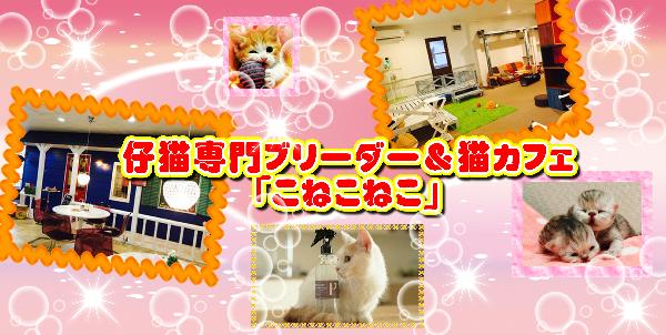 高槻市でトイプードル専門ブリーダー 仔猫専門ブリーダー ネコカフェ 大阪 スマートフォン